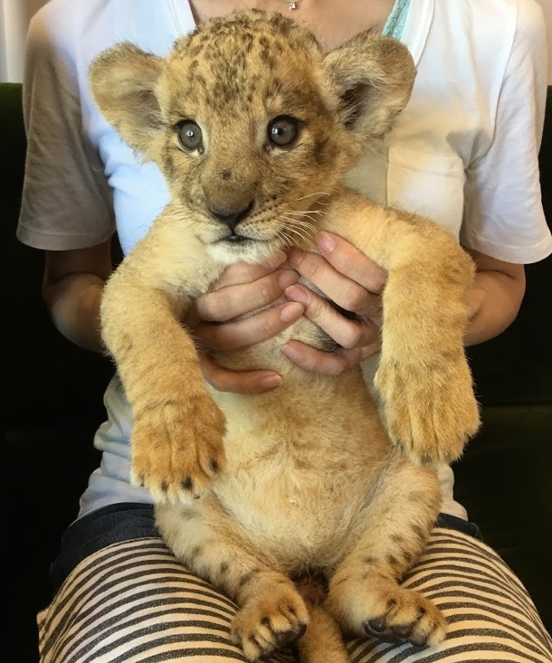 赤ちゃんライオンを抱っこする