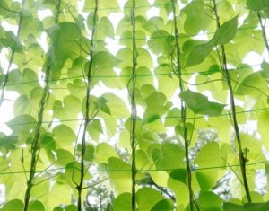 グリーンカーテンにおすすめの種類、種まき時期や必要なもの、注意点は？