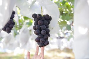 夏休みは家族でぶどう狩りへ!九州のおすすめスポット