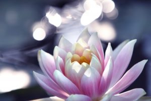 お中元とお盆のお供えは別?違いや金額、片方だけでは失礼なの?