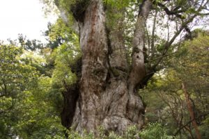 屋久島で買い物できるスーパーやコンビニ、ATMはあるの?