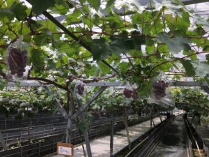 安心院のぶどう狩りを体験!人気の果樹園カフェ”歩くように”のおすすめメニューは?