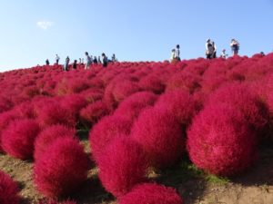 ひたち海浜公園のコキアの紅葉時期。見頃はいつまで？混雑や駐車場は。