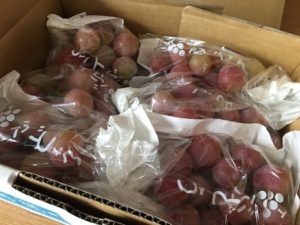 久喜市むさしの園並木からぶどうが到着!クール便で届いたら保存はどうする?