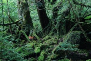 屋久島トレッキングは初心者でも大丈夫?服装や靴、注意点は?