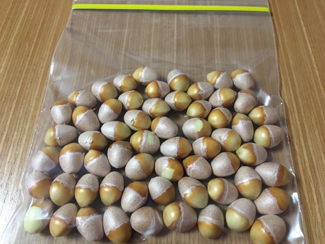 殻をとった銀杏をジップ袋で保存する