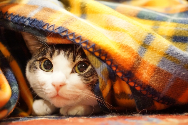 毛布にくるまる猫