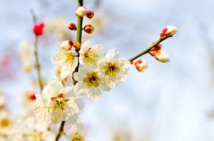 湯島天神梅まつりの日程とアクセス。駐車場や見頃、おすすめ周辺観光やランチは?