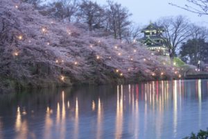 高田城の桜はいつが見頃?服装とおすすめ撮影スポット、駐車場やバスの混雑は?