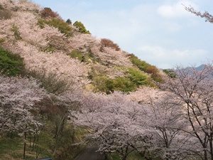 宮崎・日南の花見スポット、花立公園の桜の見頃、アクセスと駐車場は?