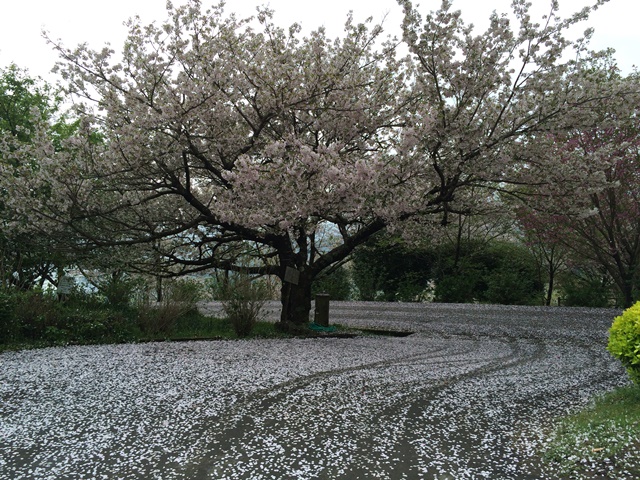 花立公園の散りゆく桜