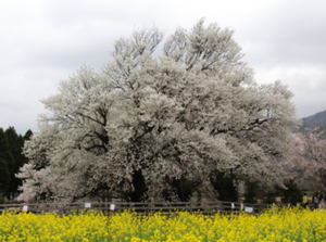 一心行の大桜の見頃や駐車場の混雑は?周辺のランチや観光スポットも!