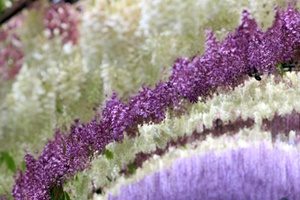 河内藤園・藤棚へのアクセス、見頃はいつ?入場料や前売りチケット、シャトルバスは?