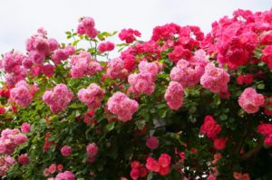 かのやばら園への行き方は?車・フェリー・バスでのアクセスと周辺観光