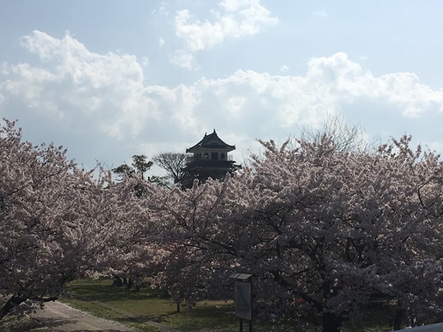 桜と中津城天守閣