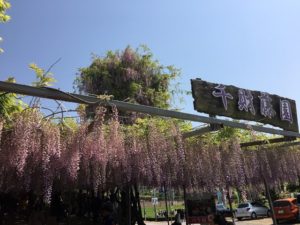 大分の藤名所、千財農園に行ってきました!料金や駐車場、見頃はいつ?