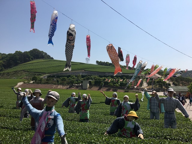 千財農園の茶畑とこいのぼり