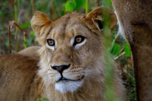 アフリカンサファリへ高速バスやJRを使って行くなら？割引チケットはある？