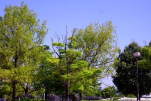 霧島アートの森へのアクセス、バスでの行き方は？周辺の観光スポットは？