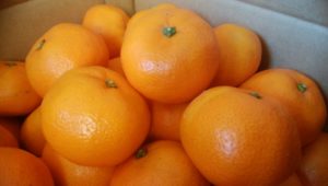 みかんの皮にカビ、食べたらだめ？傷みを防ぐ保存方法、冷凍みかんにするには？