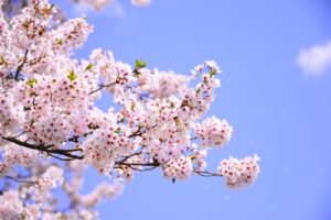忠元公園桜まつりや見頃はいつ?駐車場や周辺観光のおすすめスポット!