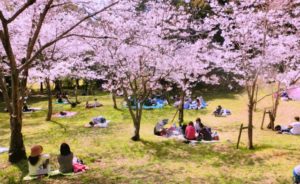 吉野公園の料金や開園時間、駐車場やバスでのアクセスは?お花見の時期や桜の見頃も!