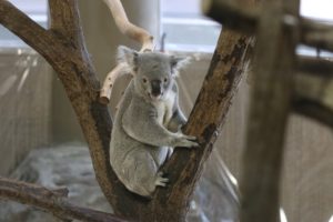 平川動物公園へバスや電車で行くには?滞在時間の目安や周辺ランチ情報!