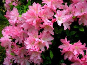 長串山公園のつつじの見頃はいつ？子供遊具や食事処、駐車場は？