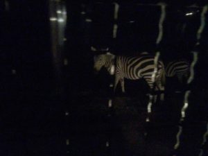 うみたまごからのアフリカンサファリ!別府の地獄蒸しプリンも途中で購入できた!