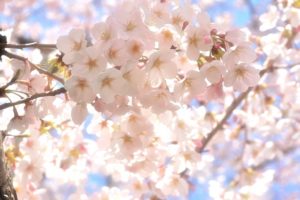 鹿児島県薩摩地方の桜・お花見スポットへのアクセスや駐車場情報まとめ！