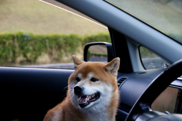 車に乗る犬
