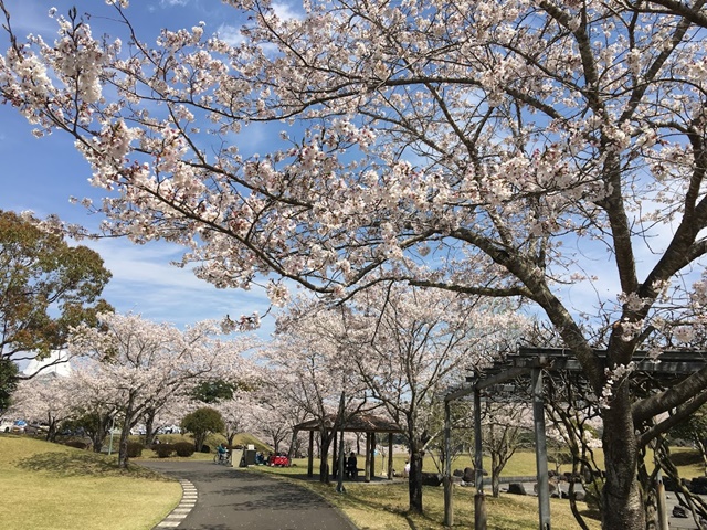 道の駅おおすみの桜