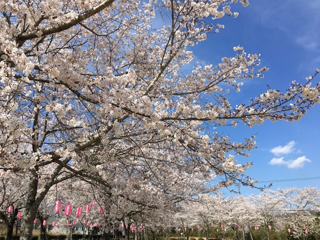 鹿児島お花見ドライブデーで霧島〜大隅はしご桜！