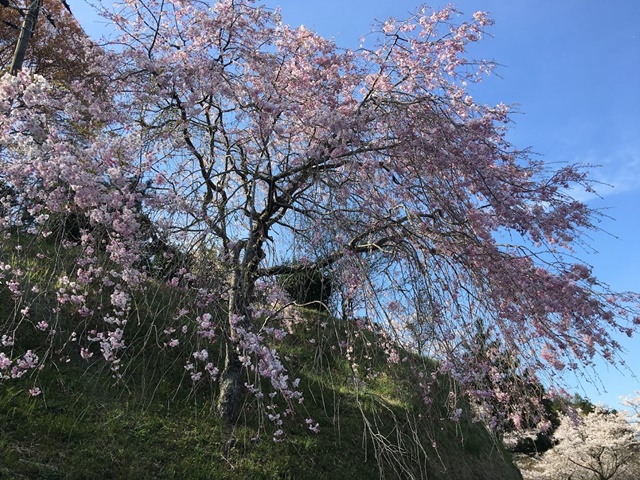 丸岡公園の枝垂れ桜