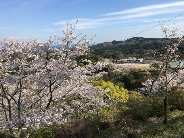 丸岡公園の桜