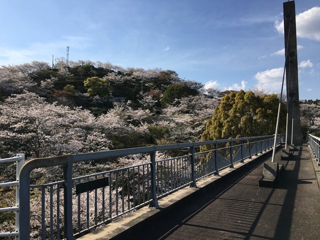 丸岡公園の桜