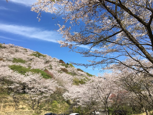 花立公園の桜
