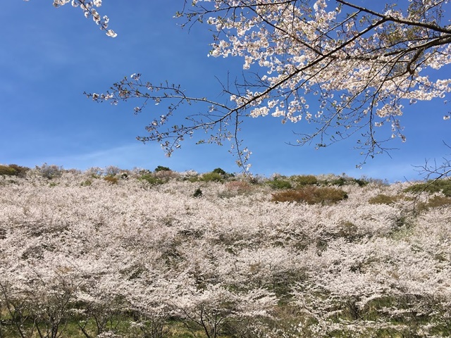 花立公園の桜