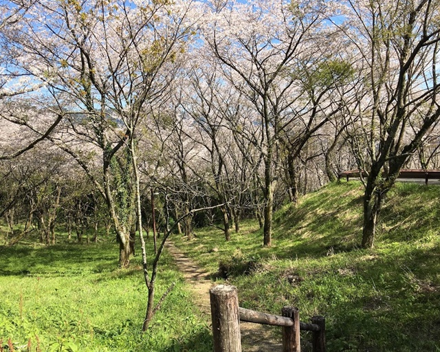 桜の中の遊歩道