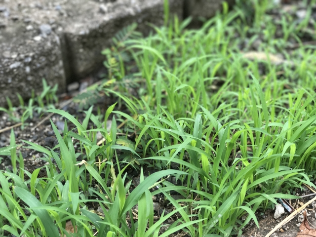 雑草
