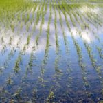 【画像なし】カエルが嫌い、怖い！家に寄せ付けない撃退方法や忌避剤はないの？