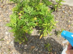 草むしりしたくない!虫嫌いの雑草対策、安全な除草剤や道具・方法は?