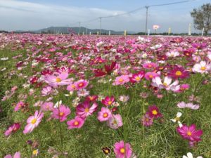 志布志コスモスロードに行ってきた！場所や駐車場、料金は？