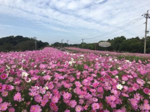 霧島ヶ丘公園のコスモスが想像以上!見頃はいつまで?【カフェ情報有り】