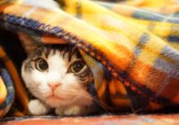 毛布にくるまる猫