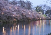 高田公園の桜ライトアップ