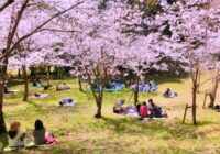 桜公園でお花見